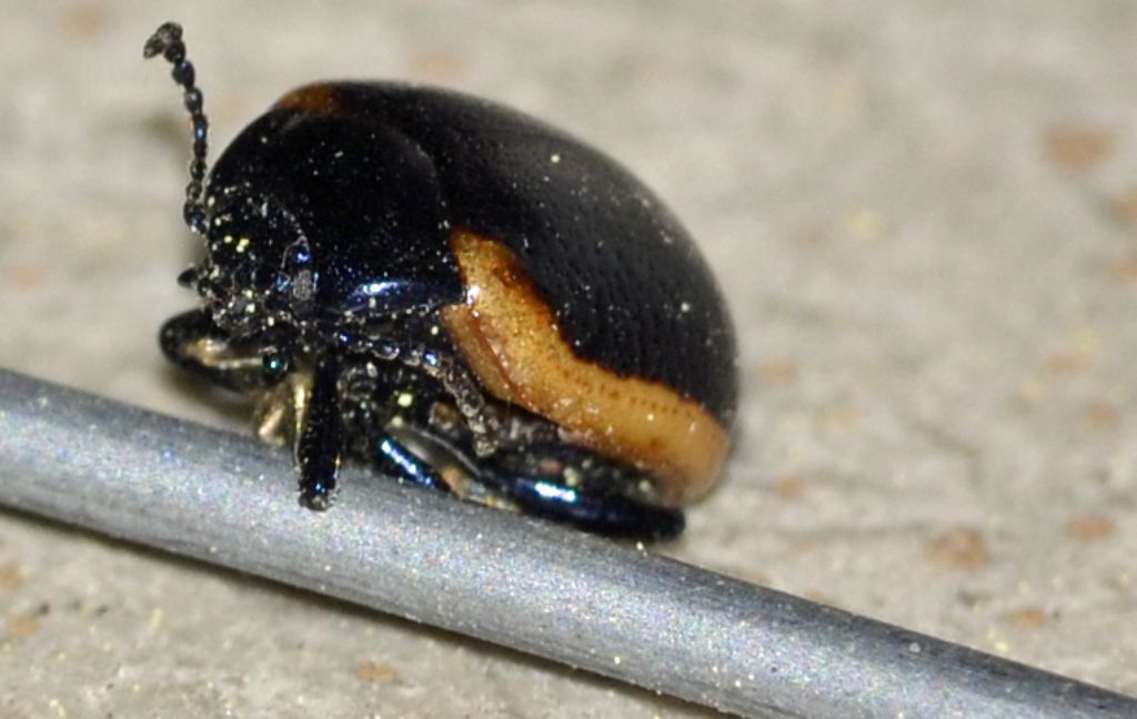 Tanto per restare in tema:  Chrysolina rossia, Chrysomelidae